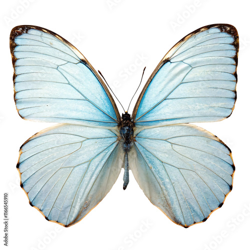 Light blue butterfly with intricate wing patterns, on a transparent background. Concept of nature and beauty photo
