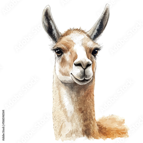 A watercolor vector painting of a llama, isolated on a white background. Llama vector.

