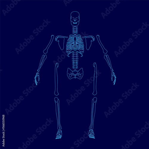 Skeleton is shown in blue outline. The skeleton is in a pose that is not quite human, but it is not a cartoon