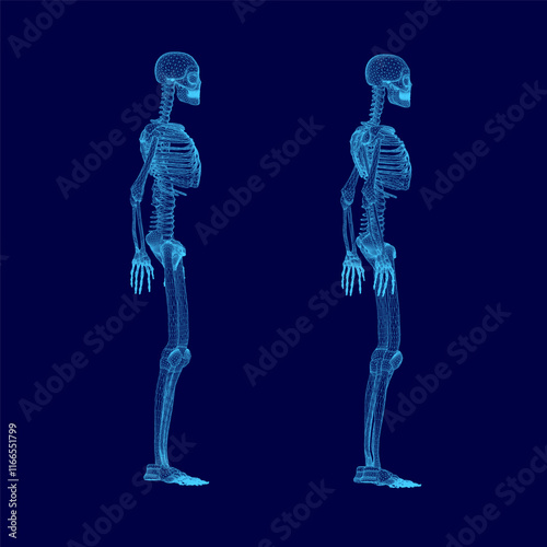 Two skeletons are shown in a blue background. The skeletons are standing upright and looking at the camera. The image has a futuristic and somewhat eerie feel to it