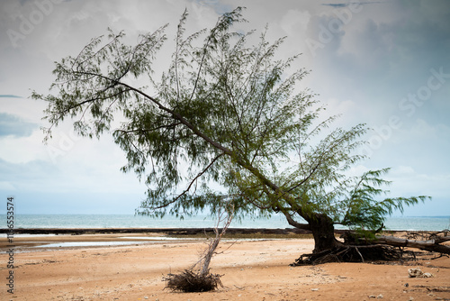 Tree toppled on beach in Darwin, Northern Territory. photo