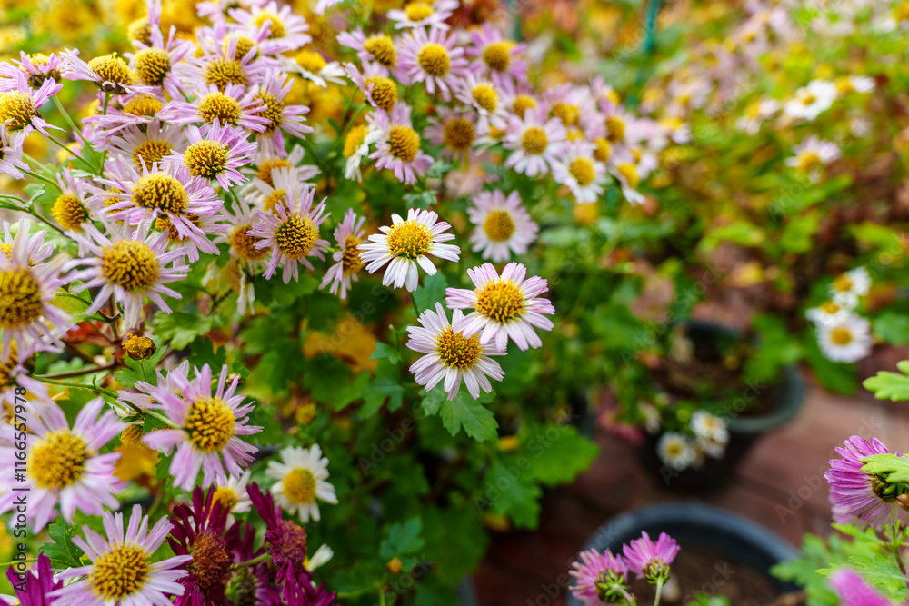 Close-up of colorful wild chrysanthemums in bloom Close-up of colorful wild chrysanthemums in bloom