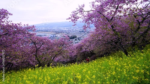 Sunset Time lapse - Kawazu cherry blossoms and Canola flower fields and Ashigara plain townscape seen from Nishihirabatake park photo