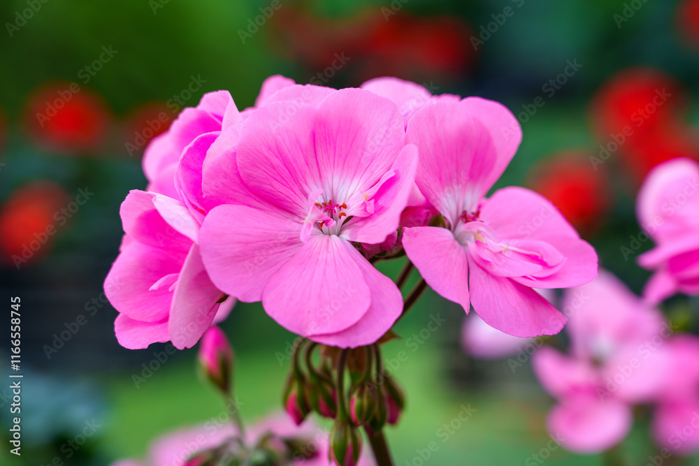 Close-up of purple geranium flowers in bloom Close-up of purple geranium flowers in bloom