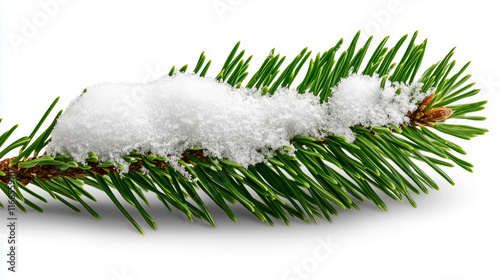 Close-up of snow-covered pine branch, isolated on white background for winter beauty photo