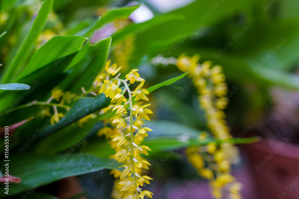 Naklejka premium Close-up of yellow Dendrobium flowers in bloom