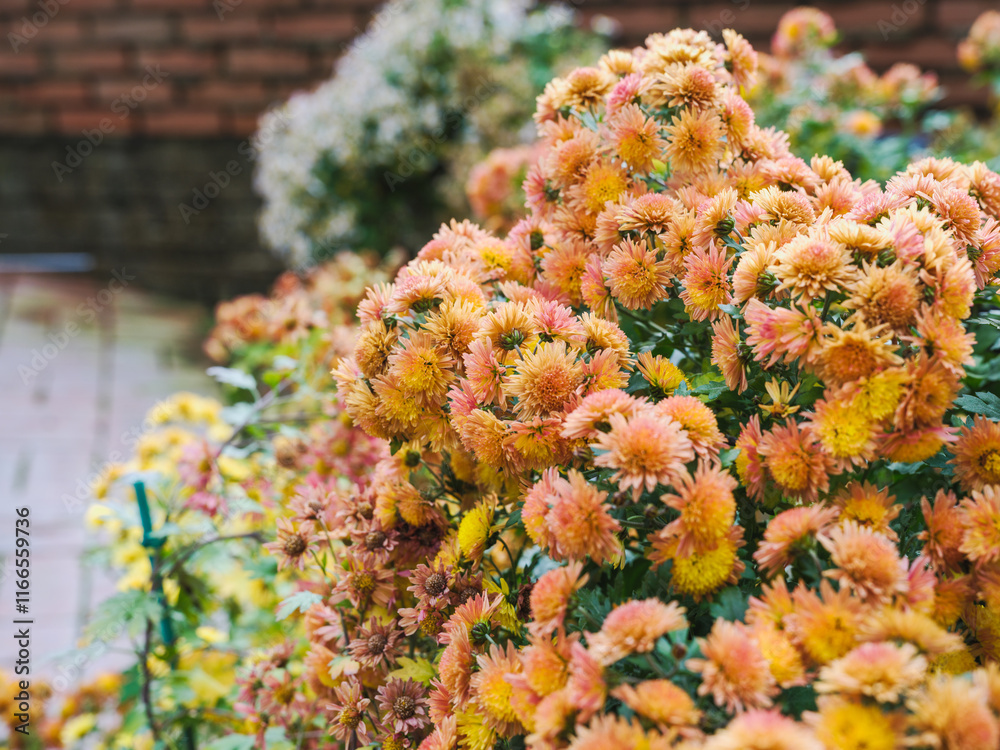 Close-up of colorful wild chrysanthemums in bloom Close-up of colorful wild chrysanthemums in bloom