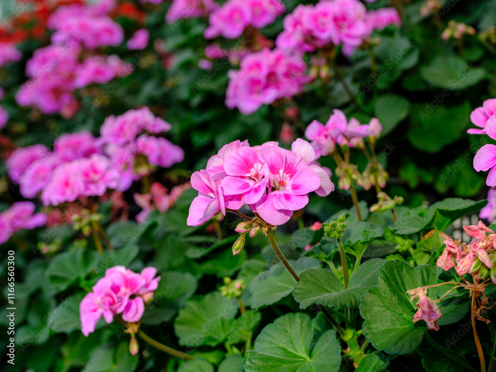 Close-up of purple geranium flowers in bloom Close-up of purple geranium flowers in bloom