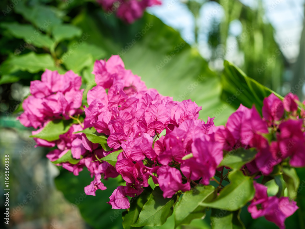 Fototapeta premium Close-up of purple bougainvillea flowers in bloom