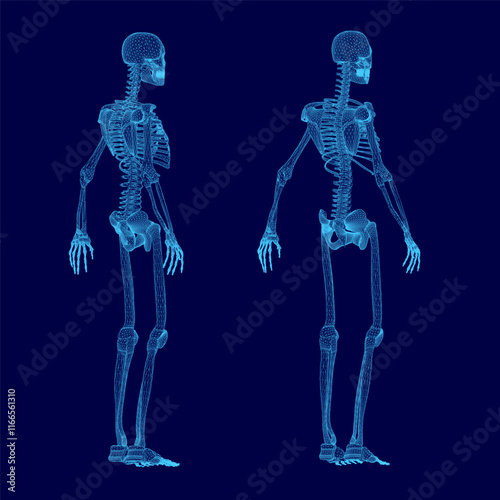Two skeletons are shown in blue, one of which is missing a head. The skeletons are standing in a blue background, and they appear to be in a digital or computer-generated image