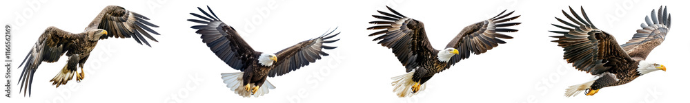 Fototapeta premium PNG Majestic eagles soaring gracefully, element set on transparent background