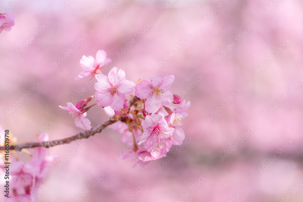 満開に咲く早咲きの河津桜 満開に咲く早咲きの河津桜