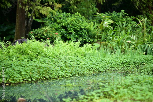 A serene winter park pond surrounded by vibrant ferns and lush aquatic plants like duckweed and Nymphoides, creating a tranquil natural retreat. photo