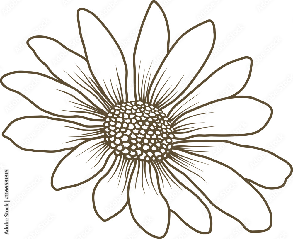Daisy flower hand drawn line art vector illustration Daisy flower hand drawn line art vector illustration