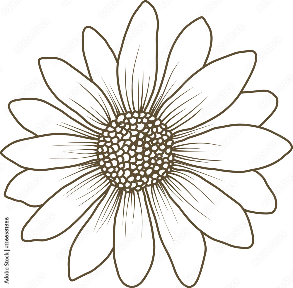 Daisy flower hand drawn line art vector illustration Daisy flower hand drawn line art vector illustration