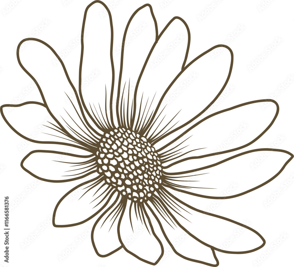 Daisy flower hand drawn line art vector illustration Daisy flower hand drawn line art vector illustration