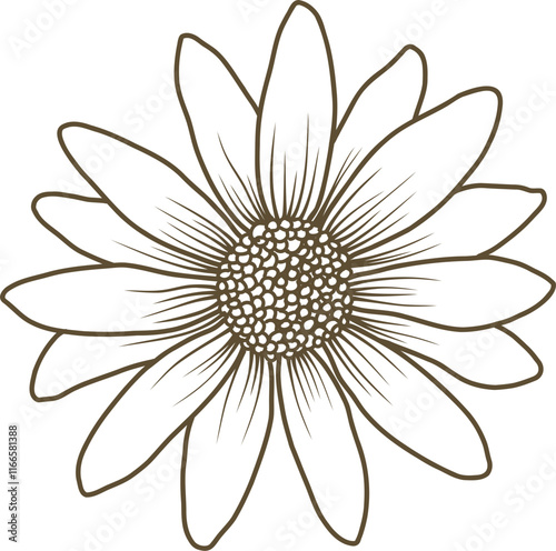 Daisy flower hand drawn line art vector illustration