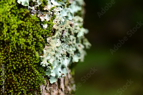 Lichens and mosses, symbiotic marvels on tree trunks, flourish in shaded, damp habitats, subtly reflecting air quality and contributing to ecosystem health. photo