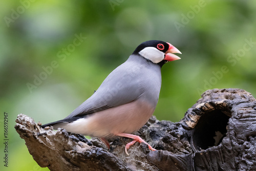 Java sparrow (Lonchura oryzivora) perched on deat tree log. Green plants in background. In Edward Youde Aviary, Hong Kong Park.
 photo