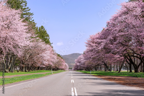北海道新ひだか町、さくら名所100選に選ばれた二十間道路の桜並木【4月】 photo