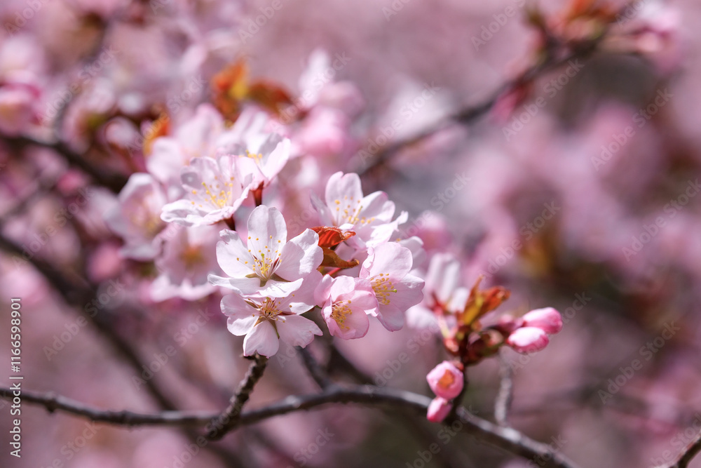 北海道新ひだか町、日本一の桜並木で艶やかに咲き誇る桜【4月】 北海道新ひだか町、日本一の桜並木で艶やかに咲き誇る桜【4月】