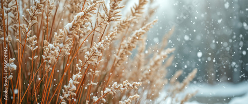 snow-covered plants a winter scene
