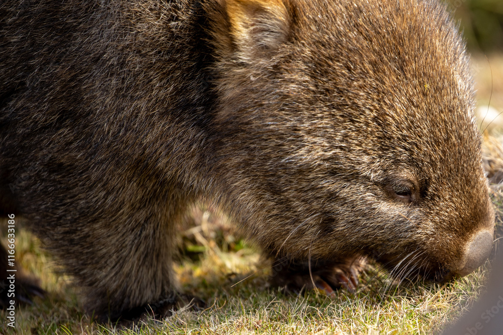 Naklejka premium The bare-nosed wombat, also known as the common wombat, is the world's largest burrowing herbivorous mammal.