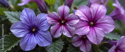 Petunia flowers in bloom, vibrant blue and purple hues, charming floral arrangement with intricate petal patterns, copy space