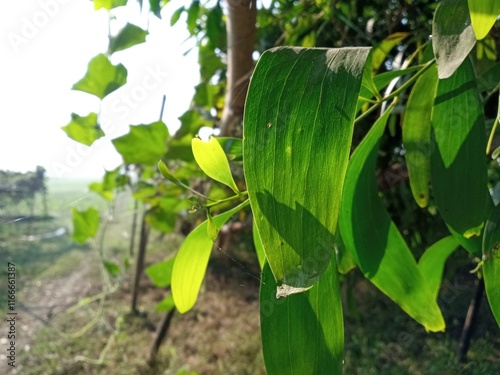 leaves in the garden
