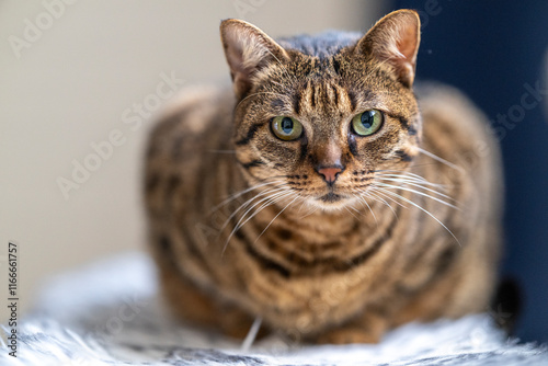 Portrait de chat photo