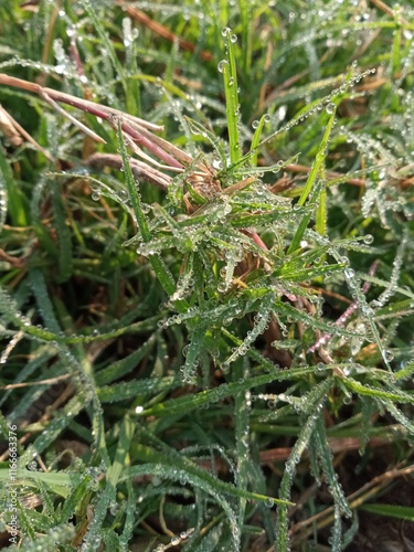green moss background