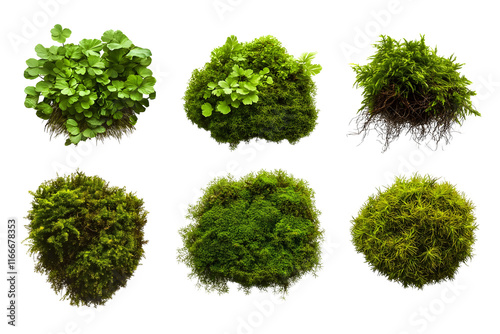 Set of different types of green moss and small plants isolated on a transparent png background.