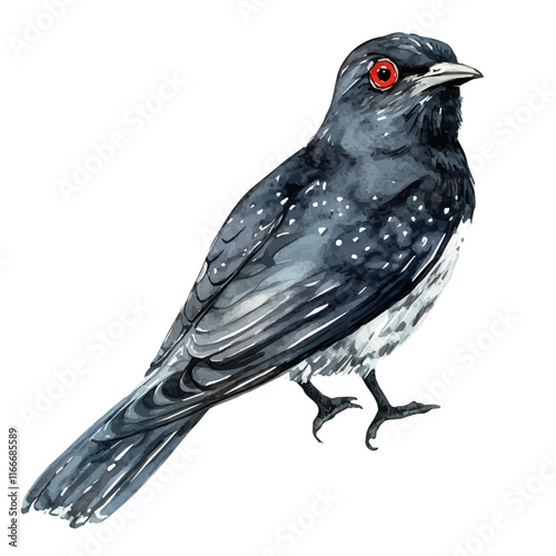 A watercolor vector painting of a cuckoo, isolated on a white background. Cuckoo vector.

