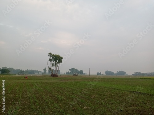 mist over the field