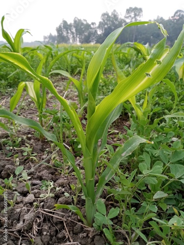 green corn field