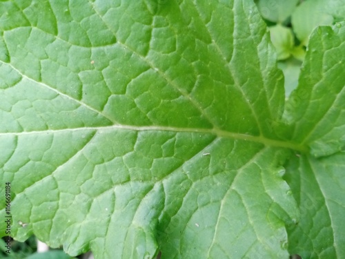 green leaf texture