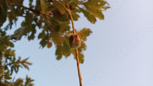 berries on a tree