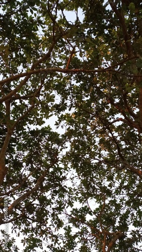 trees in the forest