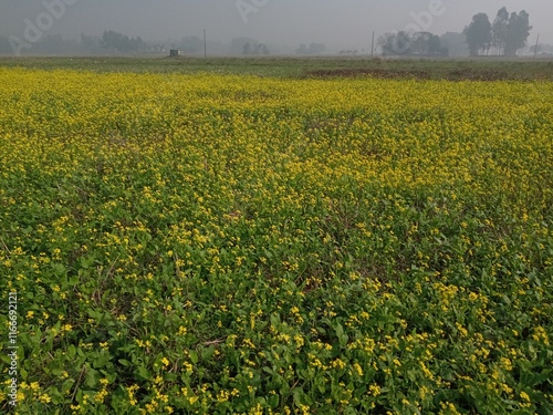 field of yellow flowers