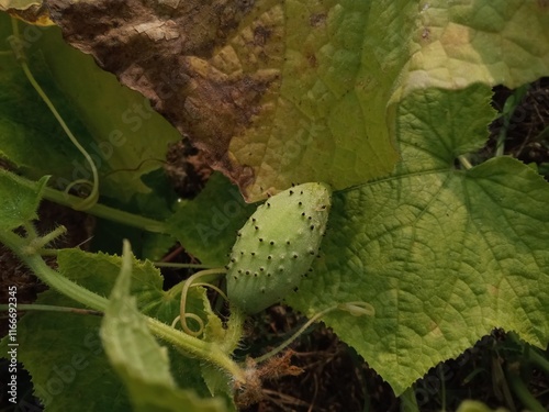 cucumber in the garden