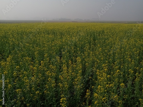 field of yellow flowers