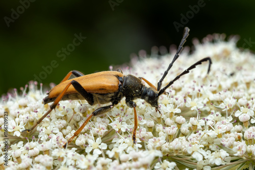 Red-brown Longhorn Beetle - Stictoleptura rubra, beautiful large colored beetle from European woodlands and forests, Zlin, Czech Republic. photo