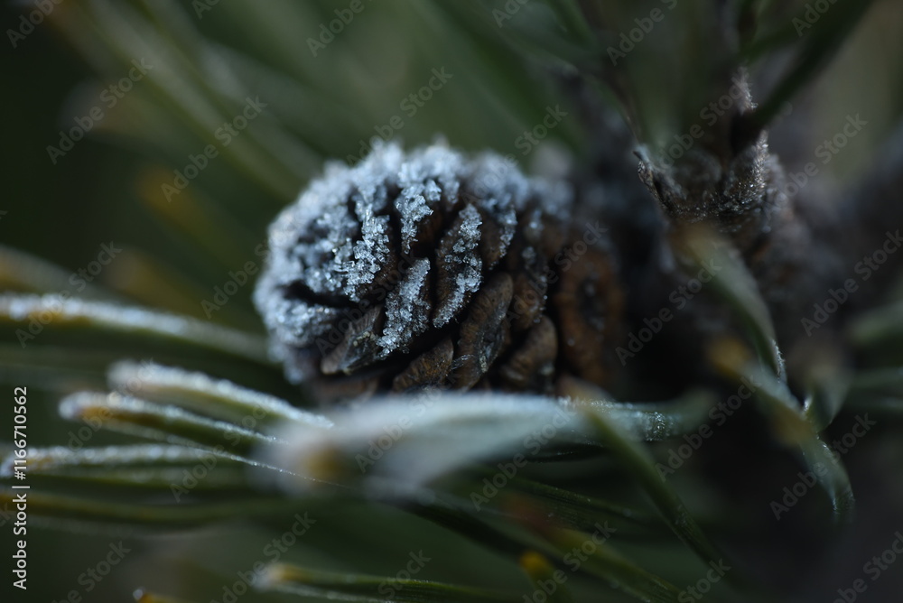 Fototapeta premium frozen pine cone