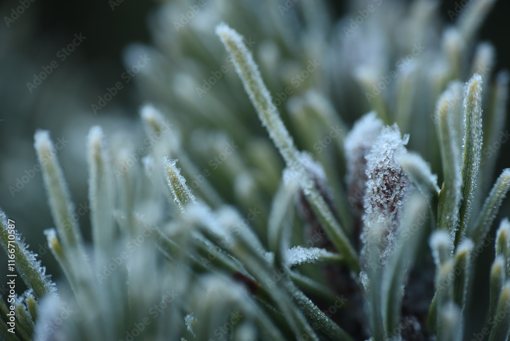 Fototapeta premium grass in winter