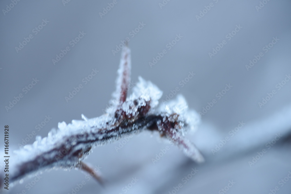 Obraz premium icicles on a branch