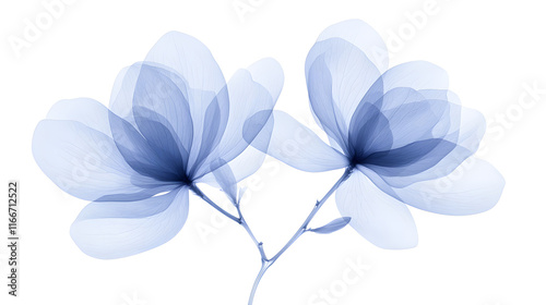 X-ray image of magnolia flowers in light purple, showcasing intricate details of the petals and stems, highlighting the delicate structure and beauty of nature through a unique and artistic perspectiv photo