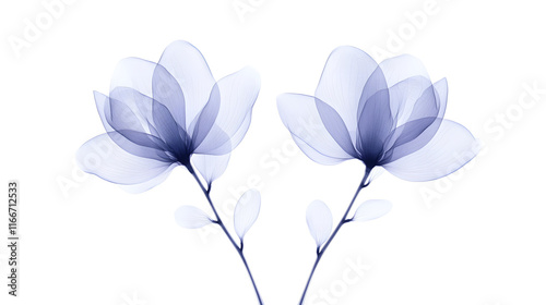 X-ray image of magnolia flowers in light purple, showcasing intricate details of the petals and stems, highlighting the delicate structure and beauty of nature through a unique and artistic perspectiv photo