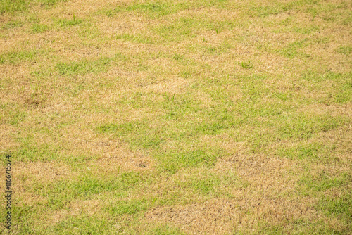 Green grass and damage dry grass texture background