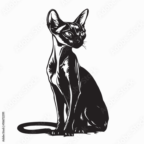Abyssinian Cat image vector. Abyssinian Cat Stock Illustrations on white background.