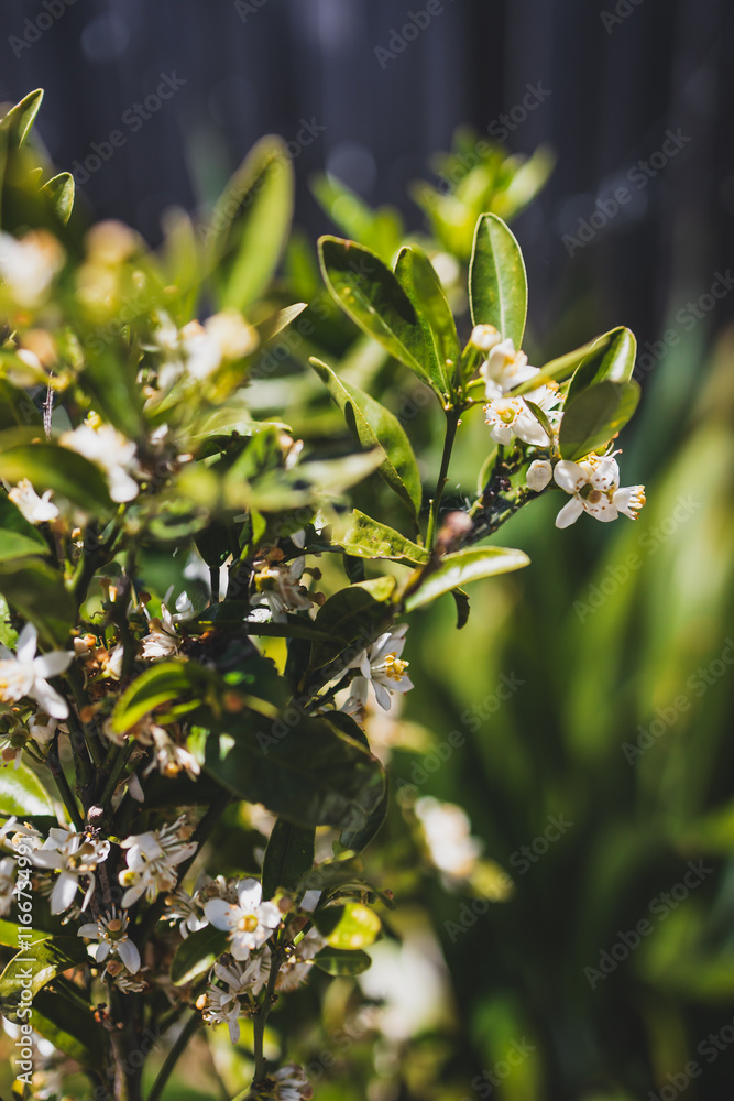 small mandarin orange tree with flowers small mandarin orange tree with flowers